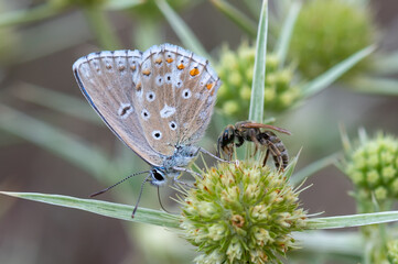 Çokgözlü Anadolu Çillisi » Polyommatus ossmar » Anatolian Chalk-hill Blue