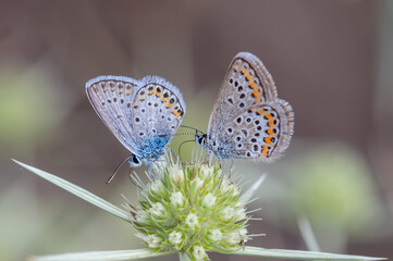 Lycaenidae / Gümüş Lekeli Esmergöz / Silver-studded Blue / Plebejus argus