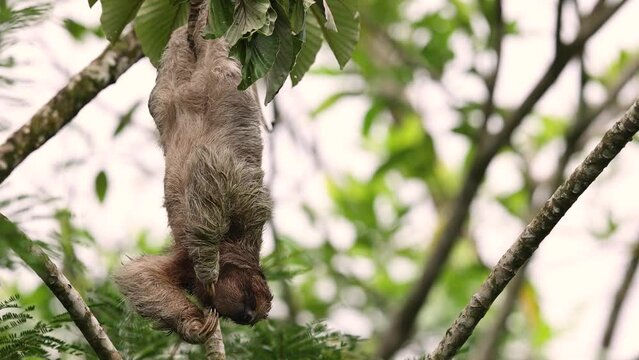 A sloth in the rainforest of Costa Rica video clip. 