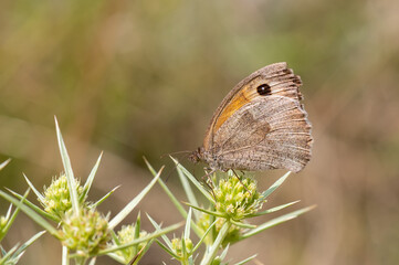 butterfly on grass