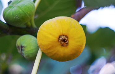 A yellow fig on a branch