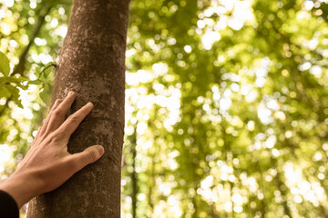 Hand touching a tree in a green forest. People enjoying peaceful quiet nature