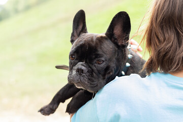 Fototapeta premium portrait of a cute black French bulldog Sitting sad dog in the owner's arms Concept of love and care for pets