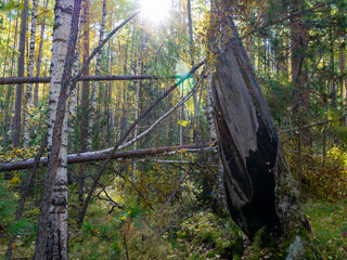 forest with a burnt tree trunk after a lightning strike