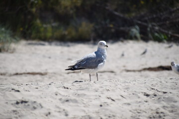 seagull on the beach