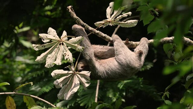 A sloth in the rainforest of Costa Rica video clip. 