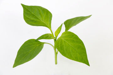 green plant grow from on white background