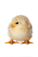 Obraz premium Cute chicken isolated on white background