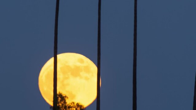 Time lapse of the moon rising from behind a row of palm trees in Los Angeles