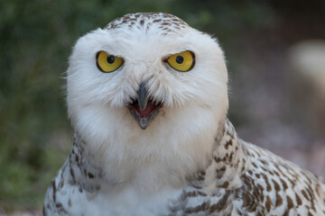 Aggressive Snowy Owl