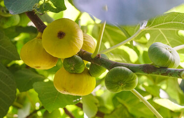 A yellow fig on a branch