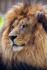 Fototapeta na wymiar Close-up portrait of adult male lion with large brown mane and calm facial expression. Lion looks away. Selective focus. Predatory Animals Theme.