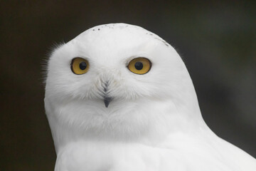 Wary Snowy Owl