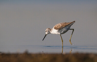 Marsh Sandpiper (Tringa stagnatilis) is a common bird in the wetlands of Diyarbakir Tigris Valley. It lives in Asia, Europe and Africa.