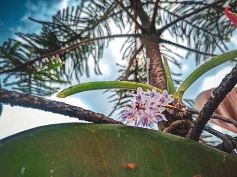 Low angle shot of Rhynchostylis Retusa flower blooming on its tree.