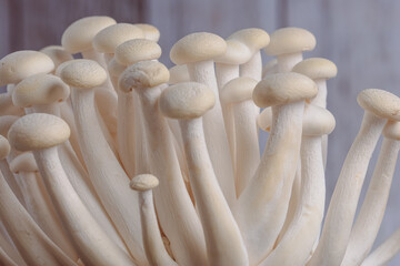 View of delicate white shimeji mushrooms on black background.