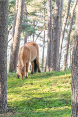 Brown Icelandic horses living semi wild 
