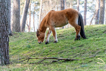 Naklejka na ściany i meble Brown Icelandic horses living semi wild 