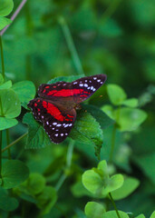 Mariposa