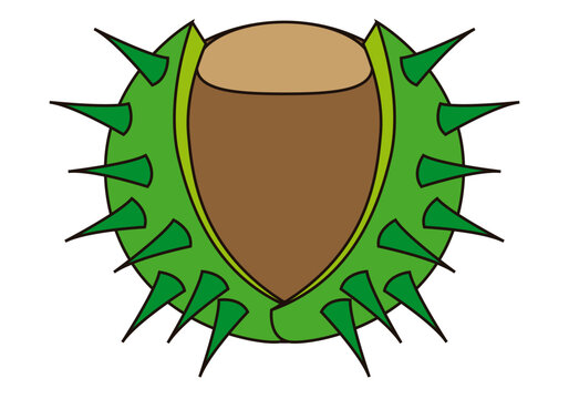 Dibujo de una casta&ntilde;a en su vaina. 