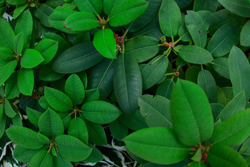 Rhododendron leaves bush close up as floral natural botanical tropical exotic dark palm jungle foliage summer pattern backdrop background wallpaper
