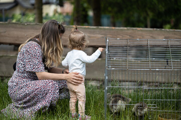 mother shows toddler little ducks at village - obrazy, fototapety, plakaty