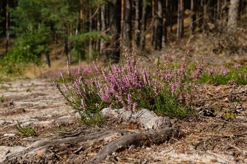 Blooming heathers in the forest
