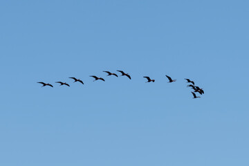 Bottom view of flock of glossy ibis (Plegadis falcinellus) birds flying in V formation in the air. Clear blue sky. Bird migration theme.