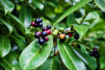 Deep blue and red berries of a laurel bush (laurus nobilis)

