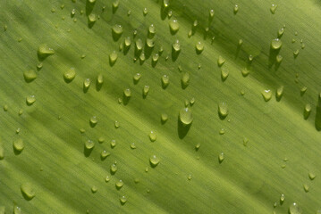 Fototapeta na wymiar Close-up, detail shot and background of a green leaf of the banana tree with drops hanging on it after the rain.