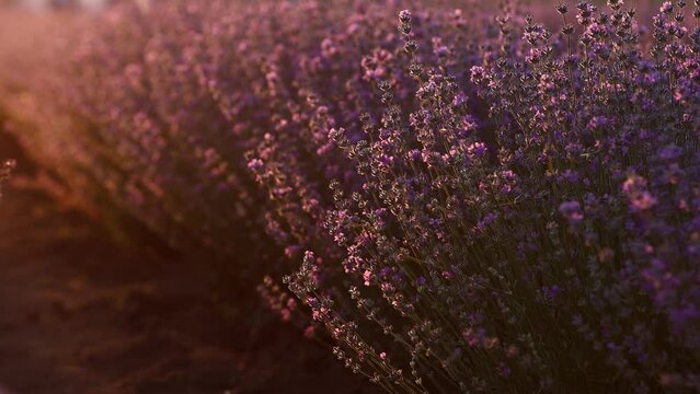 bees over lavender bushes close up. Growing lavender, swaying in the wind, harvest, perfume ingredient, aromatherapy.