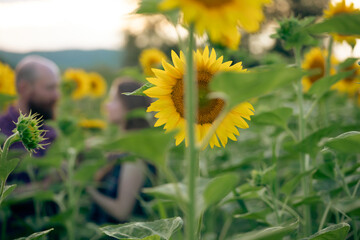 Young romantic couple in sunflower field in sunset