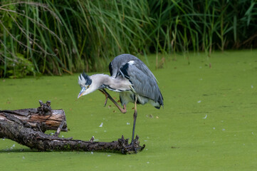 Grey heron, Ardea cinerea, standing on a wooden log having a scratch