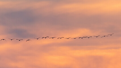 Kranichzug im Sonnenuntergang 3