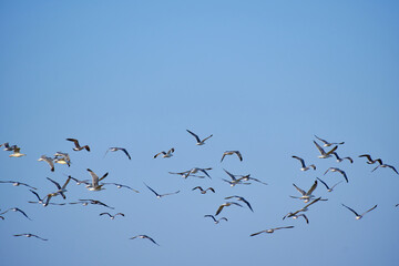 Flock flying seagulls against blue sky.