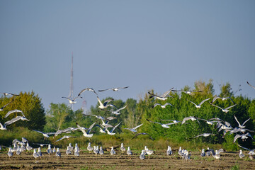 Flock seagulls taking off from shore.