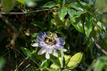 Close Up of a flowering Passiflora Caerulea. Passion flowers or passion vines, blue passionflower or bluecrown passionflower. - obrazy, fototapety, plakaty