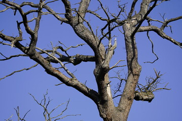 Over 1000 year old Ivenacker oak, Ivenack, Mecklenburg-West Pomerania, Germany.