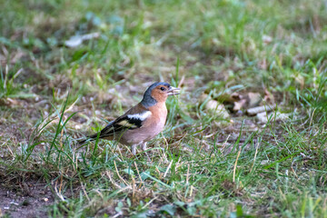 Chaffinch bird in grass outdoors