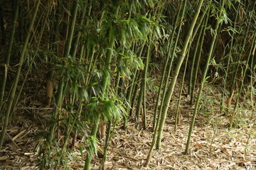 Fototapeta premium bamboo forest