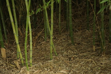 bamboo forest