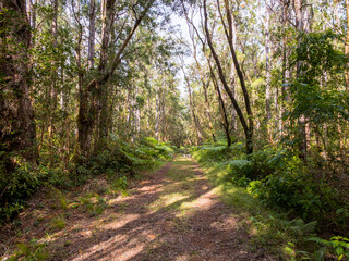 Hiking in the rain forest of mauritius