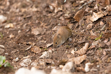 Bank vole in autumn forest