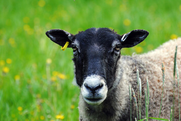 Sheep in spring field