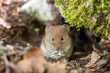Bank vole in autumn forest