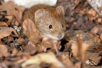 Bank vole in autumn forest