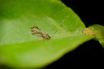 Adult psyllid with nymph on the citrus plant leaf. This insect responsible for citrus greening disease in citrus crop. Used selective focus.