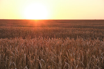 Field with ripe wheat background bright orange sunset.