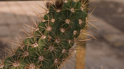 Cactus close-up in a green garden