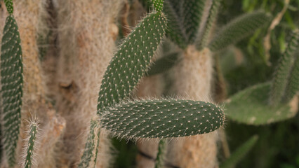 Cactus close-up in a green garden